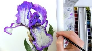 How to paint realistic botanical bearded Iris in watercolour with Anna Mason [upl. by Eenej404]