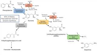 Catecholamine Biosynthesis Pathway [upl. by Htiffirg333]