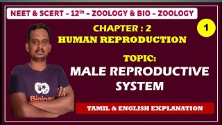 male reproductive system class 12 biology  12 zoology chapter 2  zoology class 12 chapter 2 [upl. by Nylsirk]