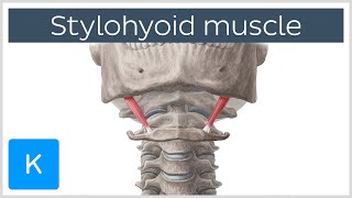 Stylohyoid Muscle  Attachments amp Function  Human Anatomy  Kenhub [upl. by Carling156]