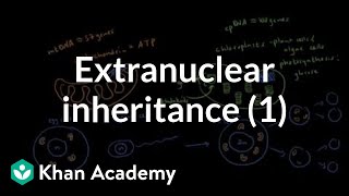 Extranuclear inheritance 1  Biomolecules  MCAT  Khan Academy [upl. by Aloivaf329]