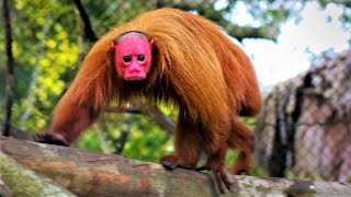 Strange Monkeys You Wont Believe Actually Exist [upl. by Ifill347]