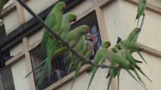 Redbreasted Parakeet with Roseringed Parakeets [upl. by Acinomad]