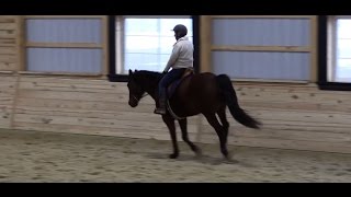 Three Tips to Improving Canter Transitions [upl. by Still]