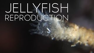 How Jellyfish Reproduce [upl. by Jaffe]