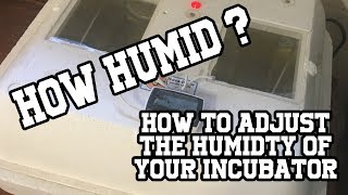 Get the correct humidity in your incubator [upl. by Pavla262]