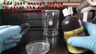 Starch Hydrolysis [upl. by Maegan]