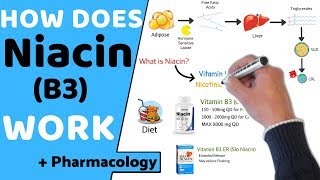 How does Niacin B3 Work  Pharmacology [upl. by Amelia]