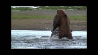 GRIZZLY FIGHT COMPILATION HD katmai alaska Grizzly vs Grizzly bear fight [upl. by Yerag]