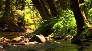 3 hour relaxing peaceful instrumental music by Tim Janis [upl. by Enelhtac]