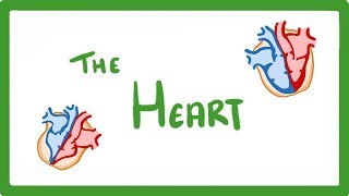 GCSE Biology  The Heart 23 [upl. by Zwiebel]