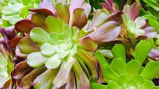 AEONIUM ARBOREUM CARE MADE SIMPLE Joy Us Garden [upl. by Harewood]