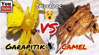 Subscribers Request GARAPITIK vs CAMEL Spider Gagambang AntiGarapitik Spider Fight [upl. by Diet118]