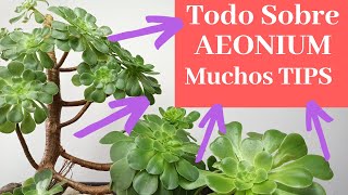 Todo Sobre Aeonium Arboreum TIPS Cuidados Y Reproducción [upl. by Rovaert697]