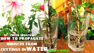 How to Propagate Hibiscus From Cuttings in WaterWith Updates [upl. by Dlorag892]