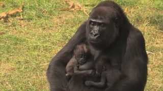 Een unieke gorillatweeling  Burgers Zoo Natuurlijk  Arnhem [upl. by Berky137]