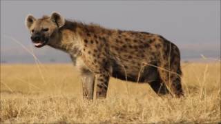 Animal sounds Hyena laugh [upl. by Suirtimed]