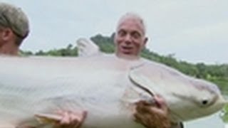 Mekong Giant Catfish  River Monsters [upl. by Reeves]